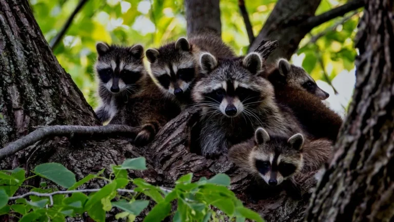 austin wildlife removal services